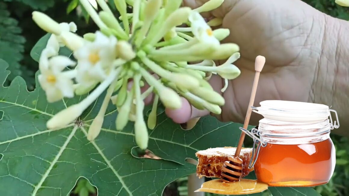 flor de papaya