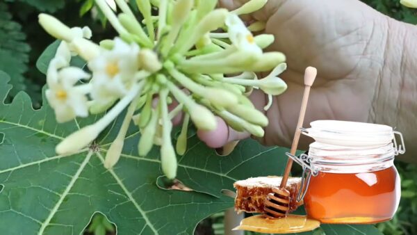 "Flor de Papaya en Miel: Beneficios y Propiedades Medicinales"