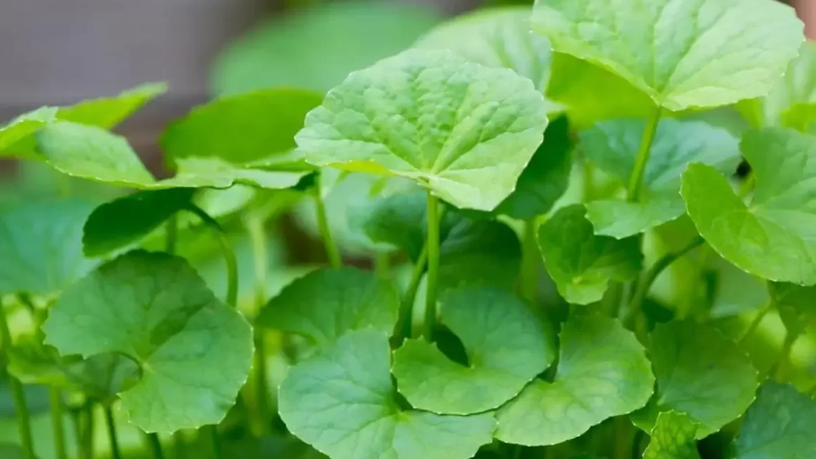 centella asiática