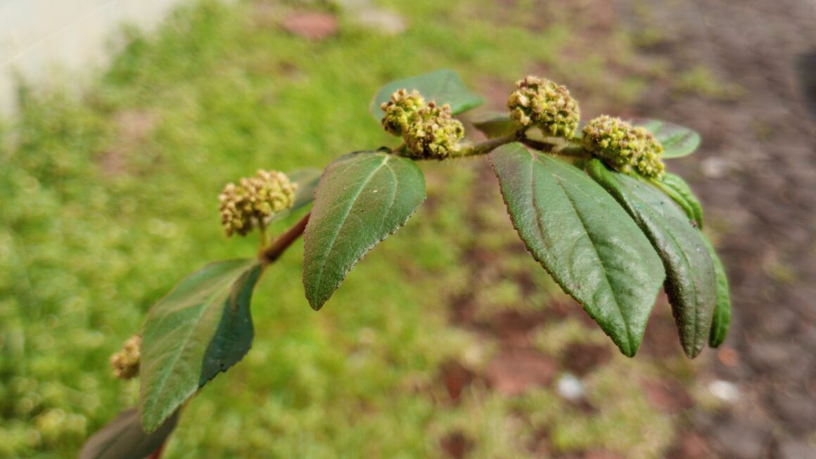 Euphorbia Hirta