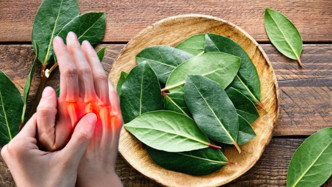 hojas de laurel