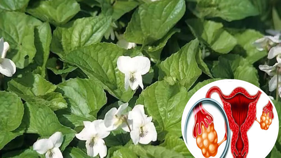 Violeta de flor blanca