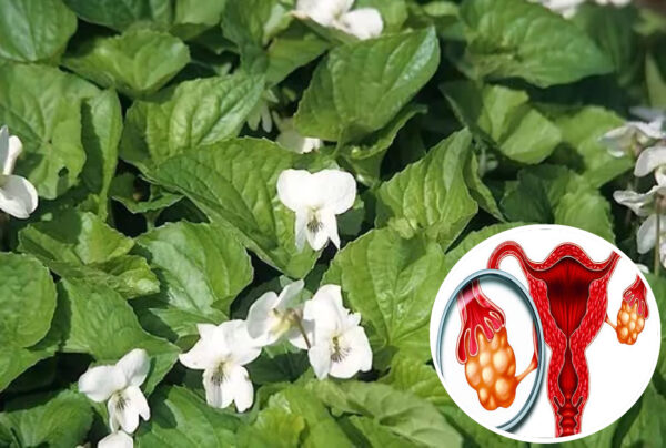 ¡Violeta de Flor Blanca! Remedio Natural para Quistes Ovarios
