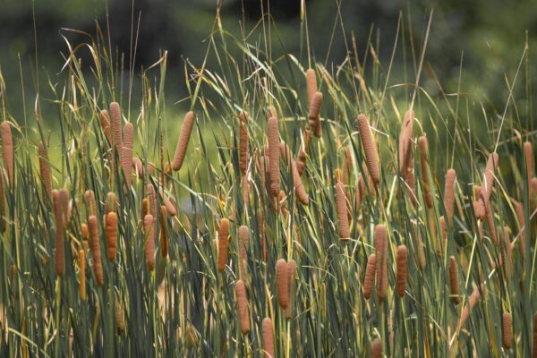 Propiedades curativas de la espadaña: Receta, beneficios y precauciones