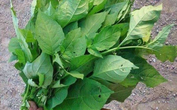 "Hierba Mora: Propiedades, Usos y Recetas Naturales"