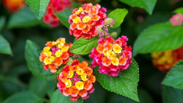 "Lantana: Propiedades, Recetas y Precauciones para el Uso Seguro"