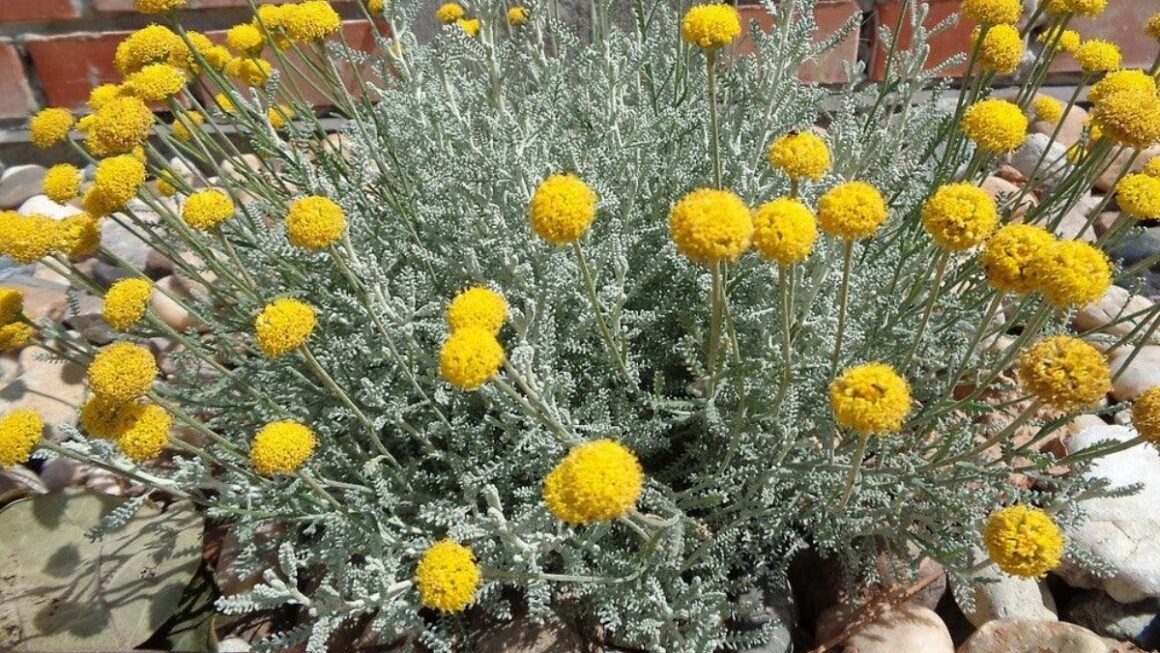 Helichrysum arenarium