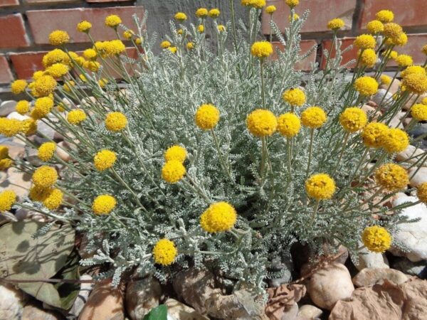 "Propiedades Medicinales del Helichrysum arenarium y Cómo Prepararlo"