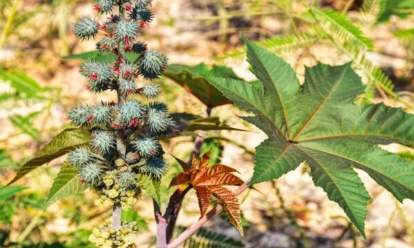 Hojas de ricino: Usos medicinales y recetas naturales