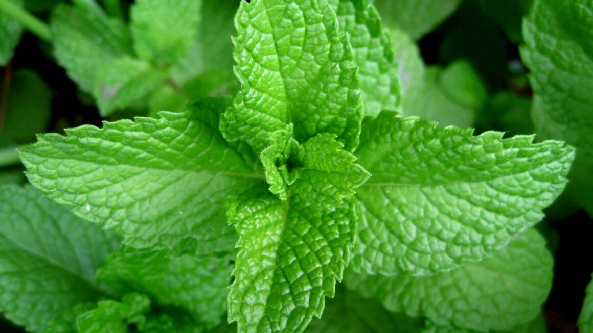 menta
