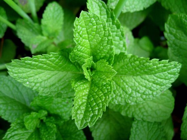 "Menta: Remedios efectivos para la visión al 100% y prevenir enfermedades oculares"