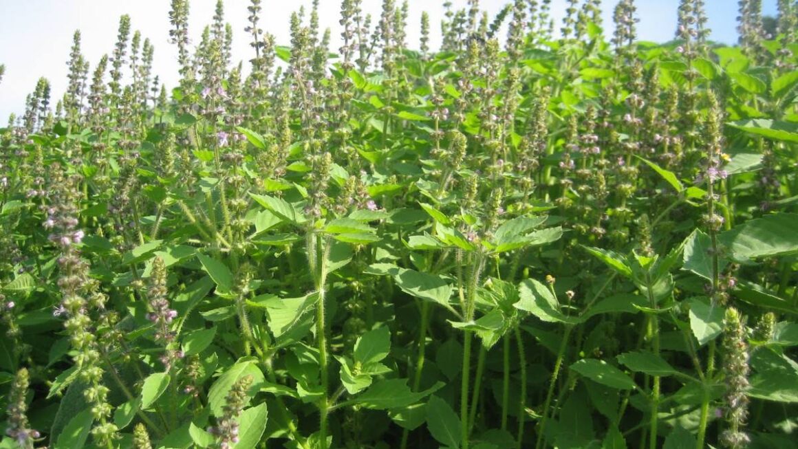albahaca