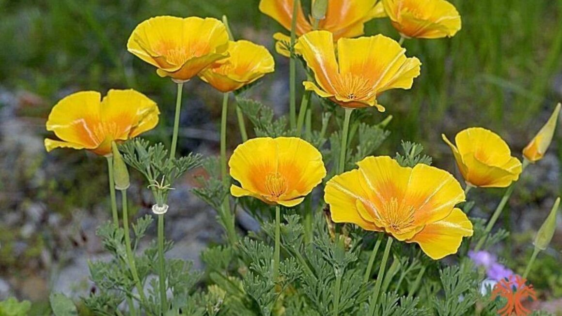 Amapola de California
