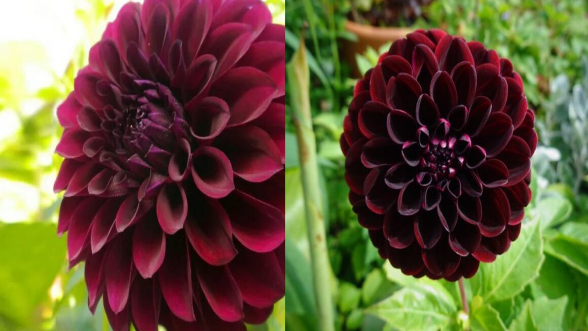 dalia