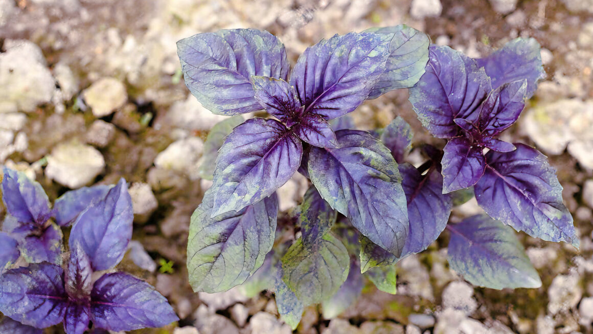 albahaca morada