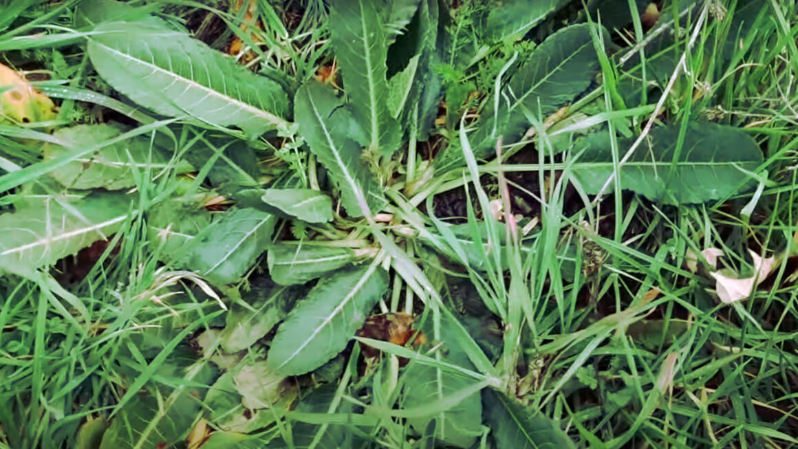 acedera de hoja ancha