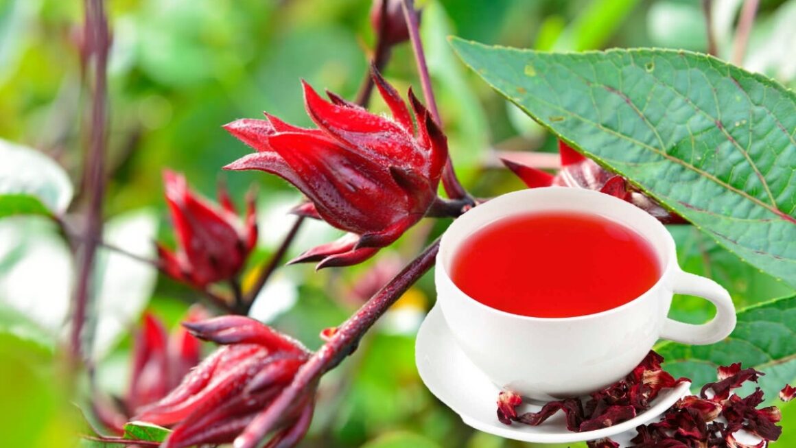 té de jamaica