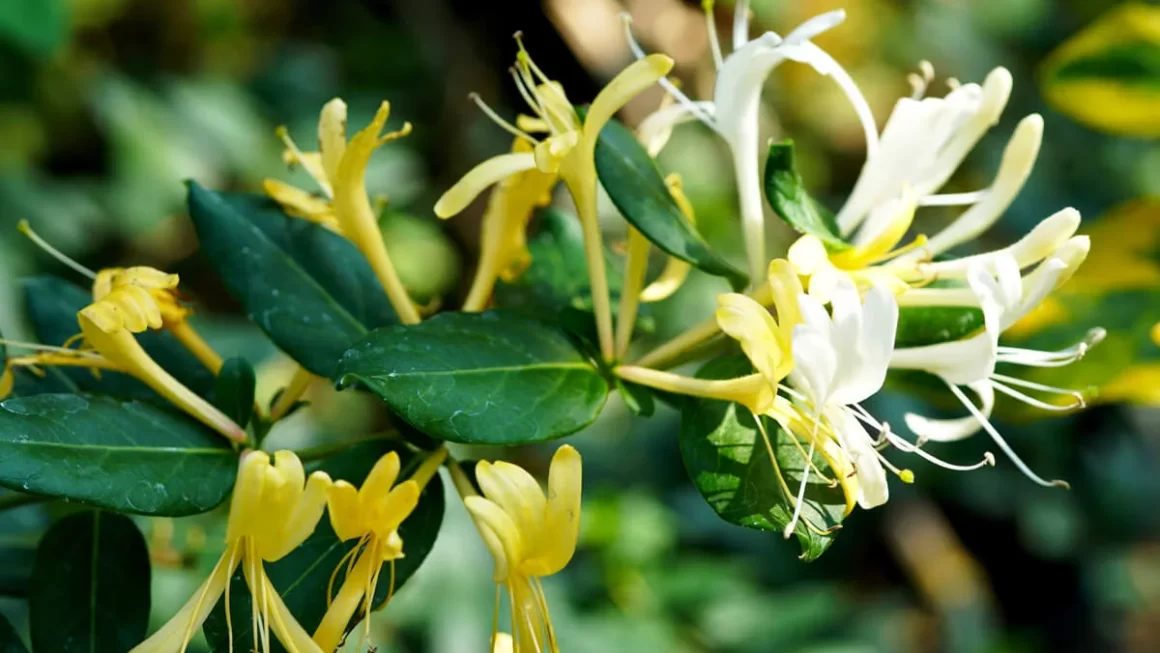 flores de madreselva