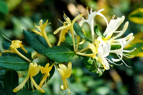 "Beneficios de la infusión de flores de madreselva para la salud y el sistema inmunológico"