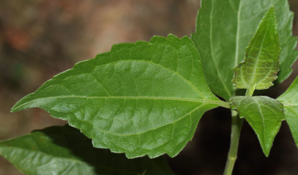 Chromolaena odorata