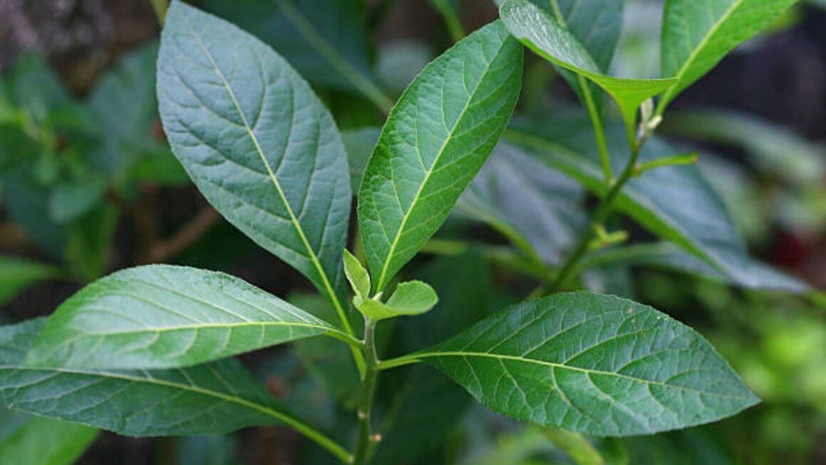 Vernonia amygdalina
