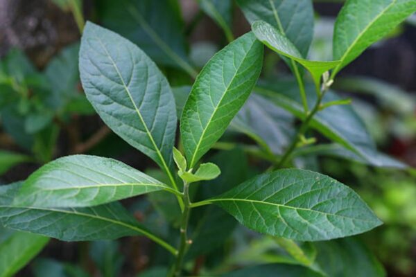 "Vernonia amygdalina: Beneficios, propiedades y recetas naturales"
