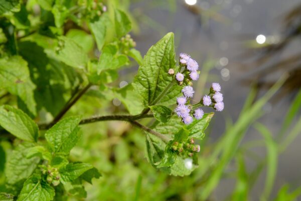 Ageratum conyzoides: Cómo usar esta planta medicinal para aliviar el dolor