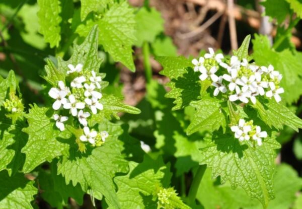Mostaza de ajo: usos, beneficios y recetas naturales para tu salud