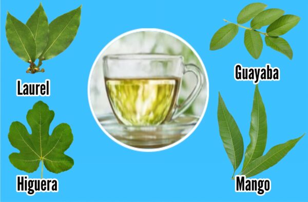 Combate 20 enfermedades con esta infusión de 4 hojas medicinales