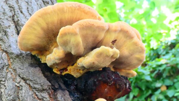 🍄 Pollo de los Bosques: El Superalimento Natural que Debes Conocer