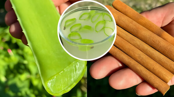 Combina Aloe Vera y Canela: El Remedio Natural que Transforma tu Salud desde el Interior