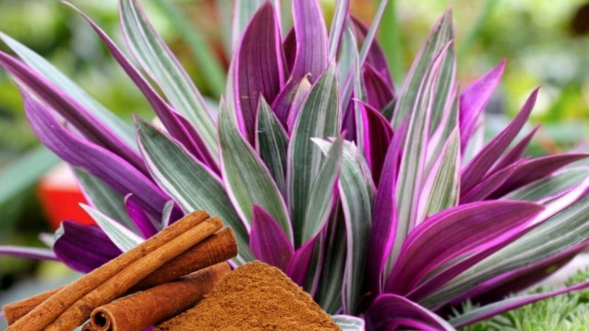 maguey morado y la canela
