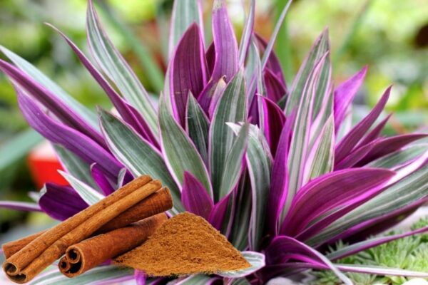 Maguey morado y canela: una infusión poderosa para depurar tu cuerpo y controlar el azúcar