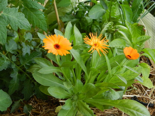 🌼 Caléndula: Usos Medicinales y Beneficios