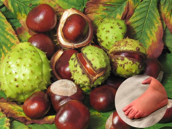 Cómo usar el marronnier para piernas hinchadas: remedio natural y potente