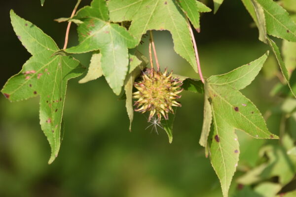 Liquidambar americana: Propiedades curativas, preparación y modo de uso