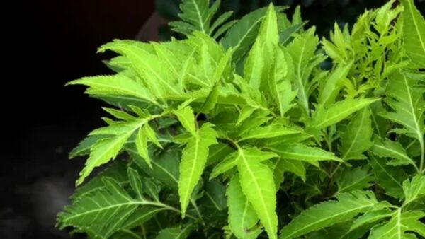 Polyscias fruticosa: 20 Usos Medicinales del Árbol de la Vida que Debes Conocer