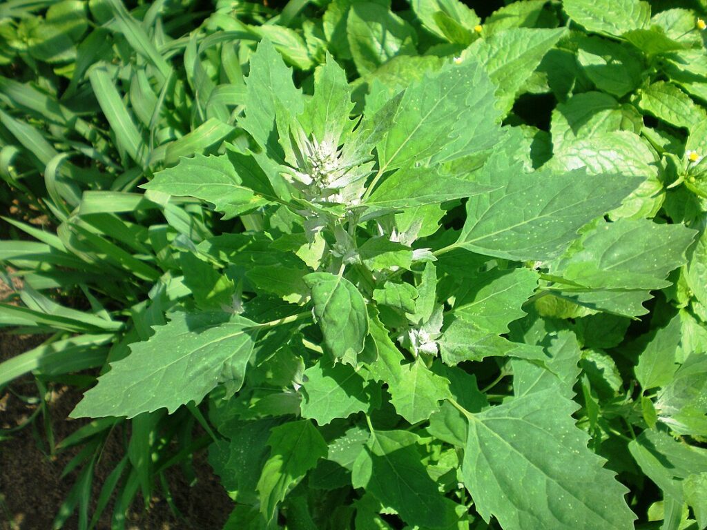 Chenopodium