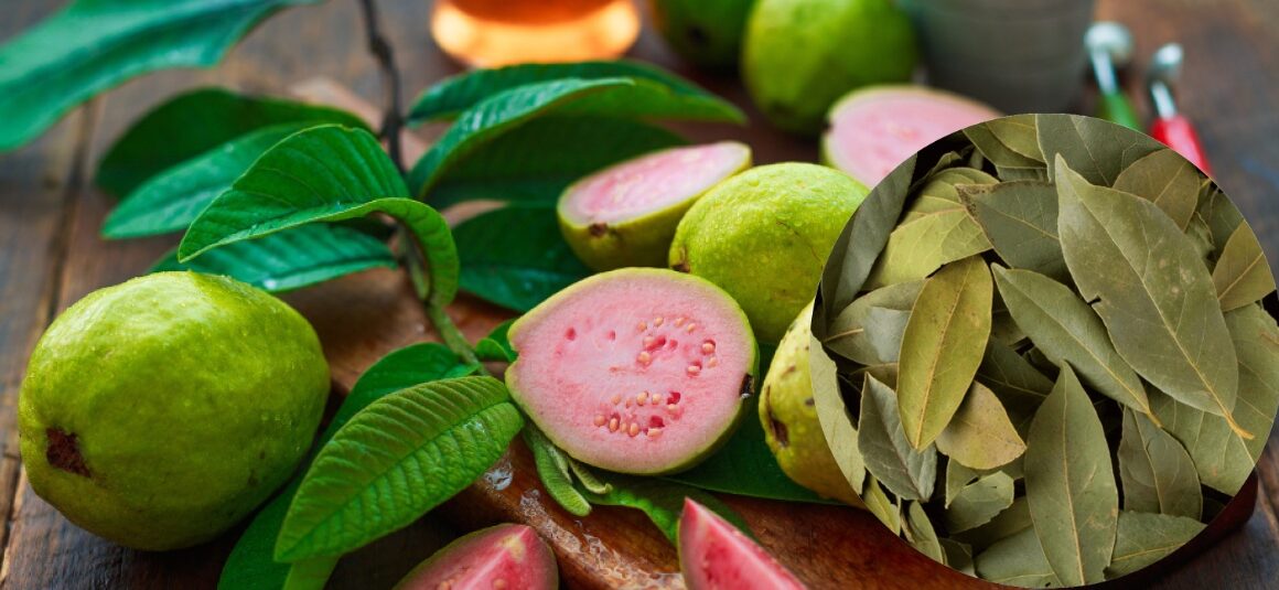 hojas de guayaba