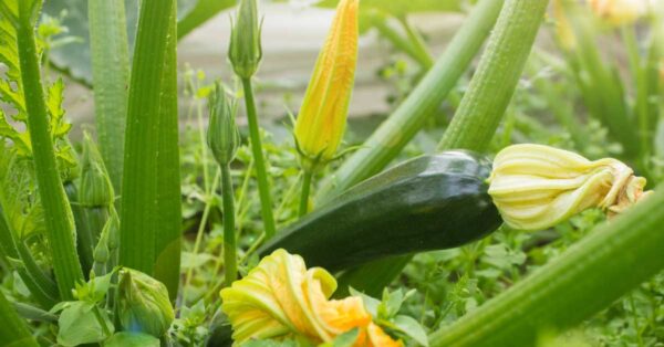 Calabaza medicinal: fortalece tu salud con sus hojas y flores