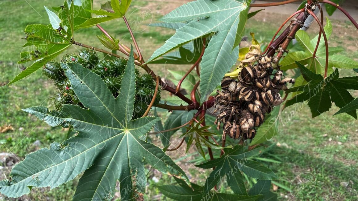 hojas de ricino