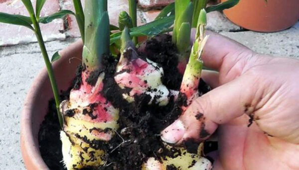 5 recetas naturales con hojas de jengibre para tu salud