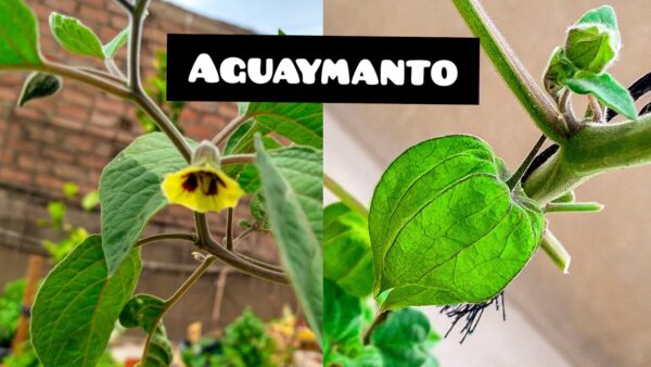 Aguaymanto (Physalis): 13 Remedios Caseros para el Corazón, la Digestión y Más