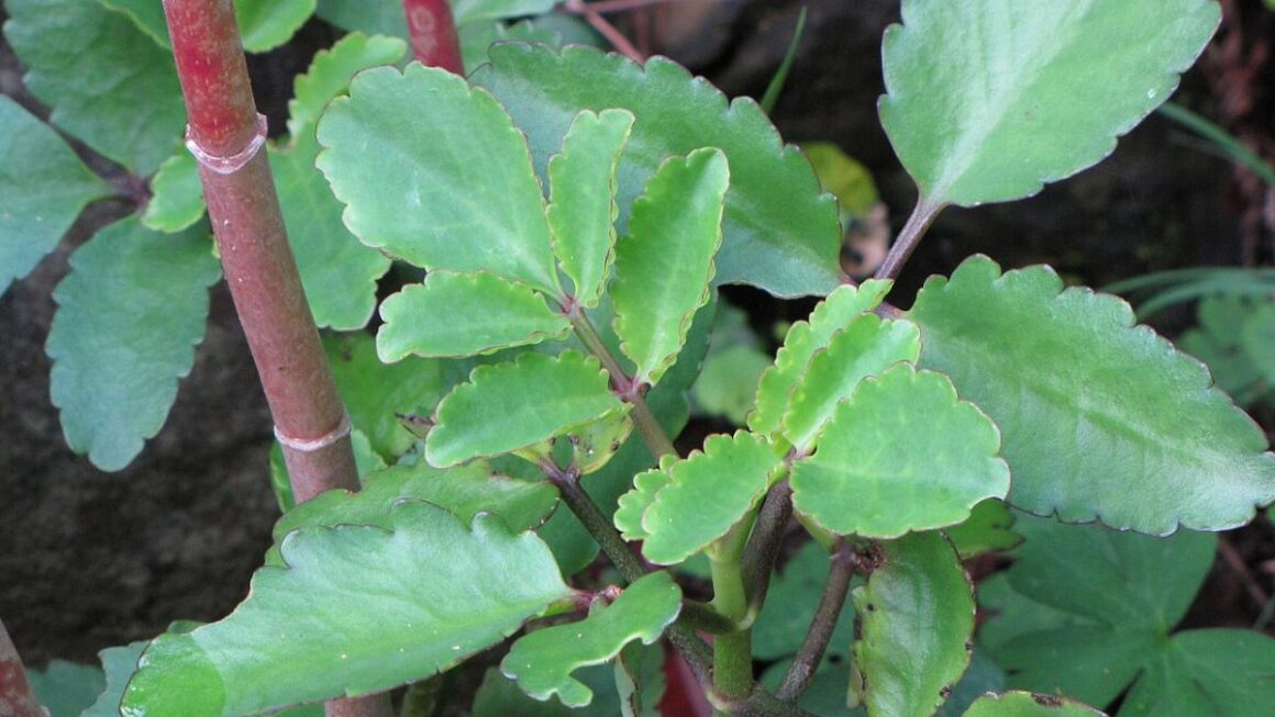 kalanchoe pinnata
