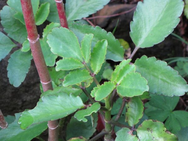 Kalanchoe pinnata: planta milagrosa para curar inflamaciones, infecciones y más