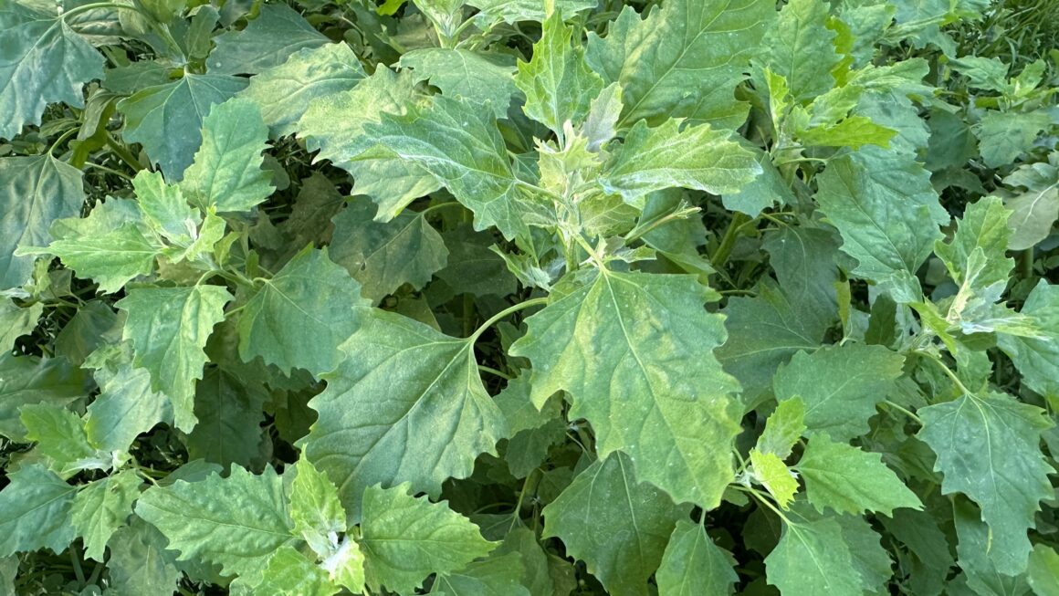 Chenopodium