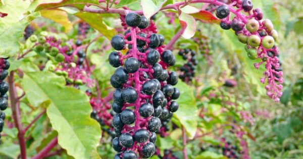 Phytolacca: Usos Medicinales, Recetas y Todos sus Beneficios