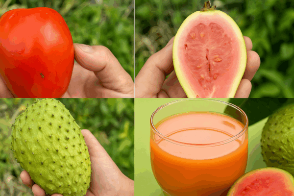 “Toma este jugo 10 días y verás cómo cambia tu salud: el poder del tomate, la guayaba y la guanábana”